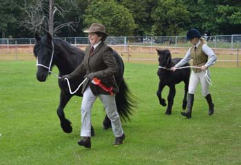 Black Magic Brood Mare & Foal Class at Cleveland Show, 2015